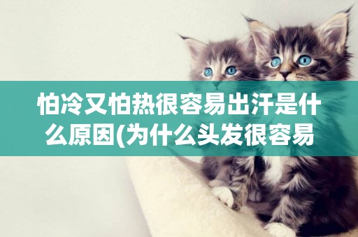 怕冷又怕熱很容易出汗是什么原因(為什么頭發很容易油) 