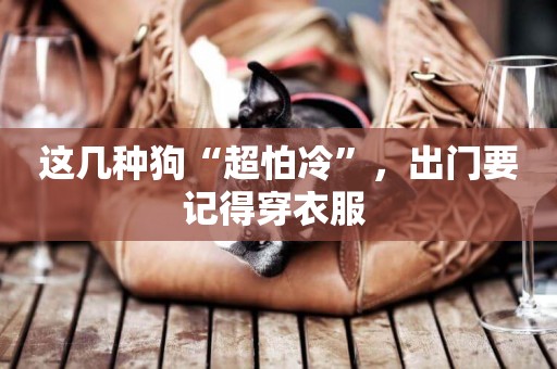 這幾種狗“超怕冷”，出門要記得穿衣服 