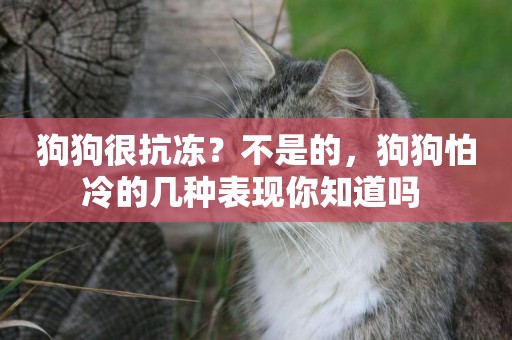 狗狗很抗凍？不是的，狗狗怕冷的幾種表現你知道嗎 