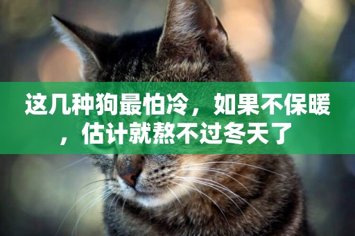 這幾種狗最怕冷，如果不保暖，估計就熬不過冬天了 