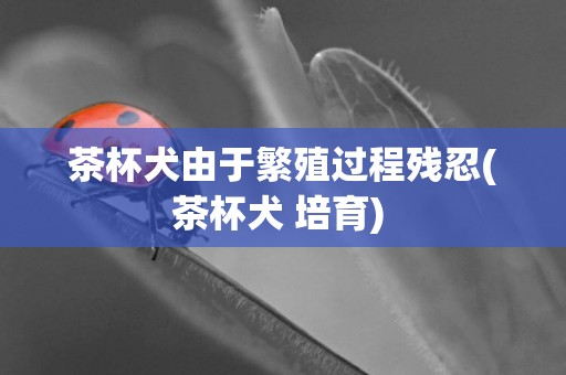 茶杯犬由于繁殖過程殘忍(茶杯犬 培育) 