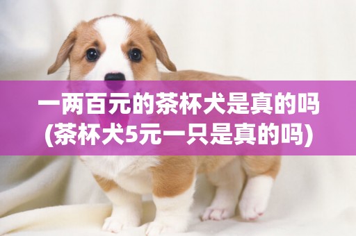 一兩百元的茶杯犬是真的嗎(茶杯犬5元一只是真的嗎) 
