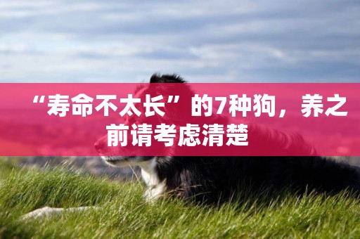 “壽命不太長”的7種狗，養之前請考慮清楚 