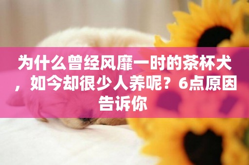 為什么曾經風靡一時的茶杯犬，如今卻很少人養呢？6點原因告訴你 