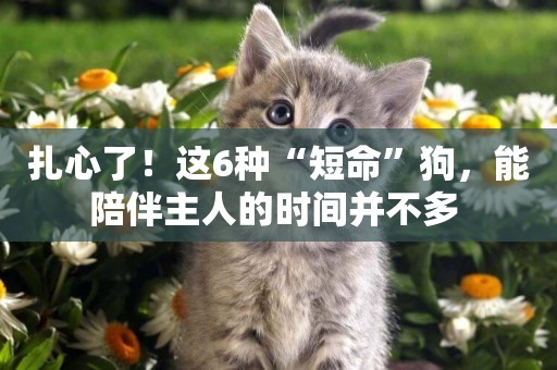 扎心了！這6種“短命”狗，能陪伴主人的時間并不多 