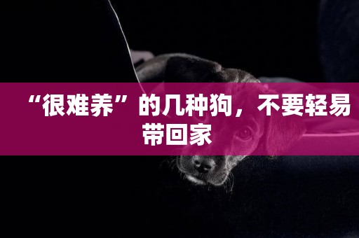 “很難養”的幾種狗，不要輕易帶回家 