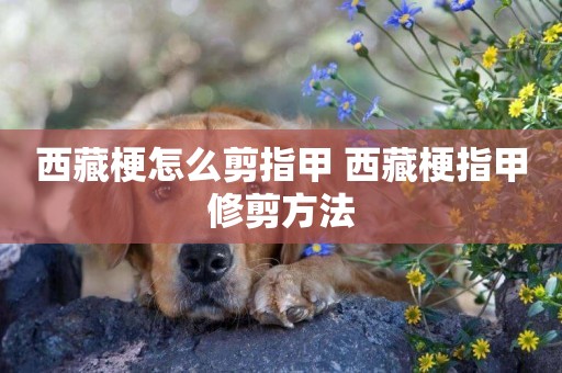 西藏梗怎么剪指甲 西藏梗指甲修剪方法