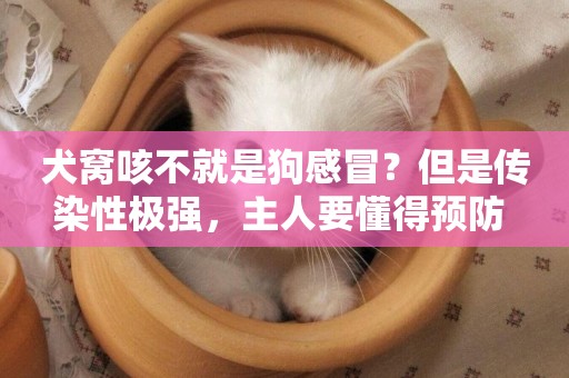 犬窩咳不就是狗感冒？但是傳染性極強，主人要懂得預防 