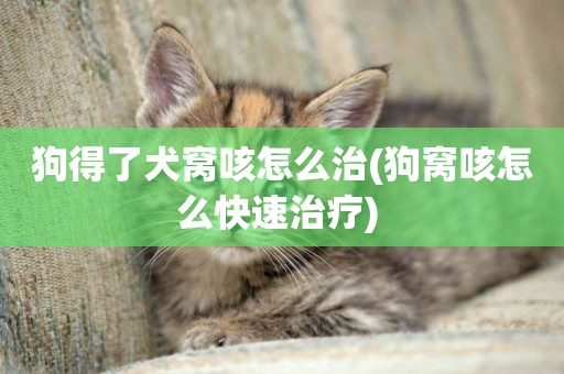 狗得了犬窩咳怎么治(狗窩咳怎么快速治療) 