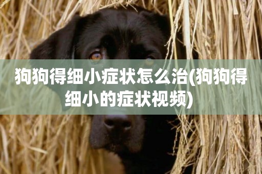 狗狗得細小癥狀怎么治(狗狗得細小的癥狀視頻) 