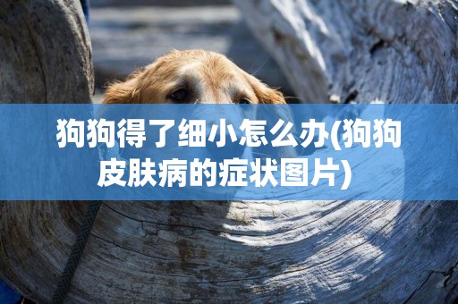 狗狗得了細小怎么辦(狗狗皮膚病的癥狀圖片) 