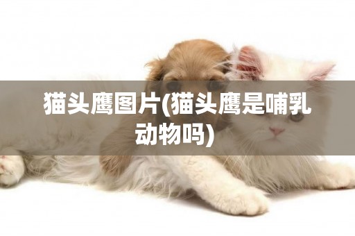 貓頭鷹圖片(貓頭鷹是哺乳動物嗎) 
