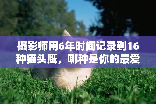 攝影師用6年時間記錄到16種貓頭鷹，哪種是你的最愛 