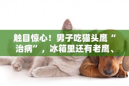 觸目驚心！男子吃貓頭鷹“治病”，冰箱里還有老鷹、松鼠、竹雞…… 