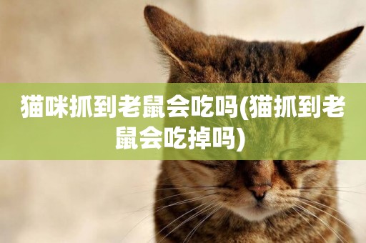 貓咪抓到老鼠會吃嗎(貓抓到老鼠會吃掉嗎) 