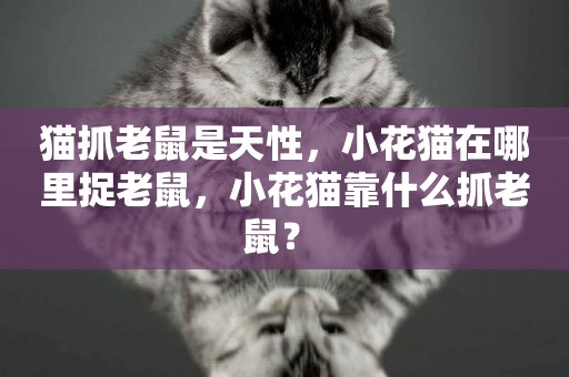 貓抓老鼠是天性，小花貓在哪里捉老鼠，小花貓靠什么抓老鼠？ 