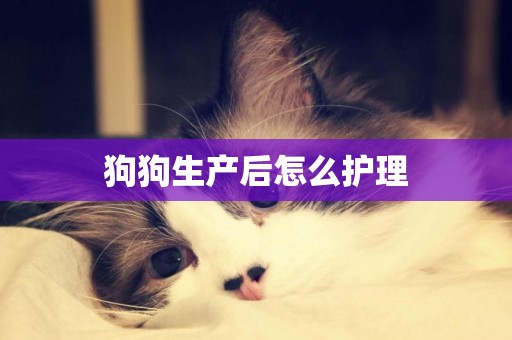 狗狗生產后怎么護理