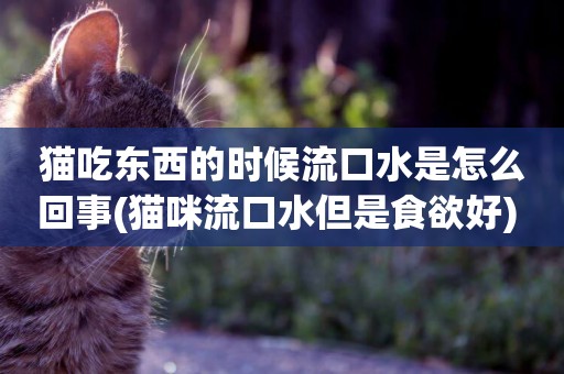 貓吃東西的時候流口水是怎么回事(貓咪流口水但是食欲好) 