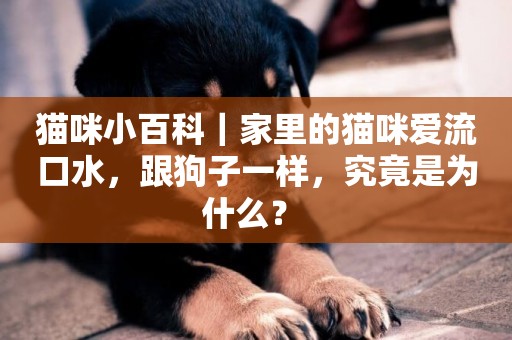 貓咪小百科｜家里的貓咪愛流口水，跟狗子一樣，究竟是為什么？ 