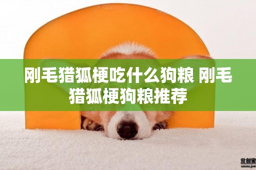 剛毛獵狐梗吃什么狗糧 剛毛獵狐梗狗糧推薦
