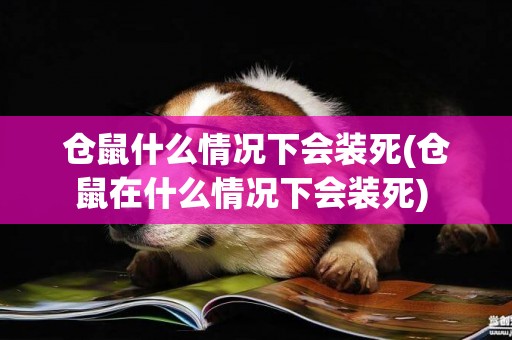 倉鼠什么情況下會裝死(倉鼠在什么情況下會裝死) 