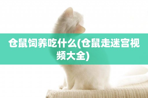 倉鼠飼養吃什么(倉鼠走迷宮視頻大全) 