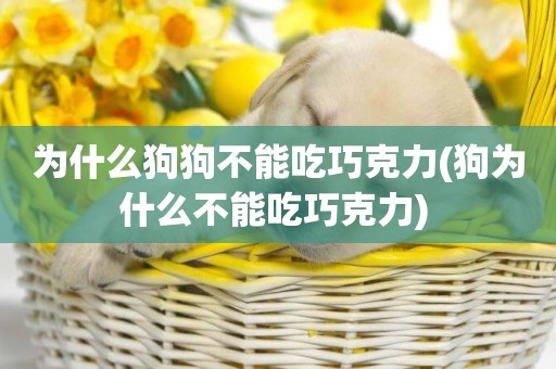 為什么狗狗不能吃巧克力(狗為什么不能吃巧克力) 