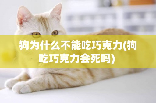 狗為什么不能吃巧克力(狗吃巧克力會死嗎) 