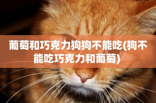 葡萄和巧克力狗狗不能吃(狗不能吃巧克力和葡萄) 