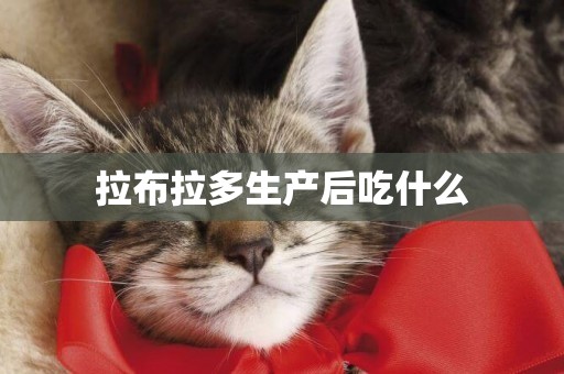 拉布拉多生產后吃什么