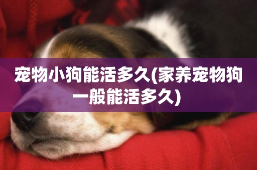 寵物小狗能活多久(家養寵物狗一般能活多久) 
