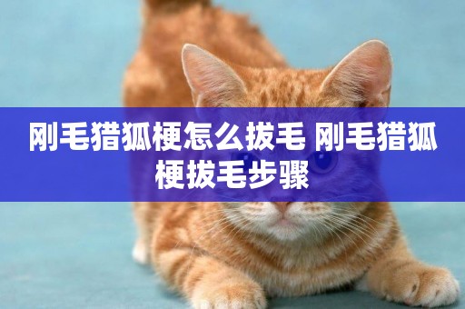 剛毛獵狐梗怎么拔毛 剛毛獵狐梗拔毛步驟