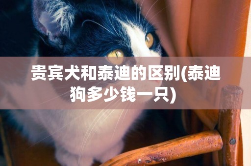 貴賓犬和泰迪的區別(泰迪狗多少錢一只) 