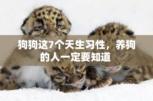 狗狗這7個天生習性，養狗的人一定要知道 