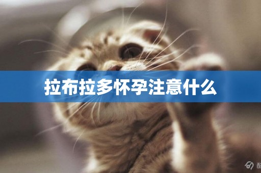 拉布拉多懷孕注意什么