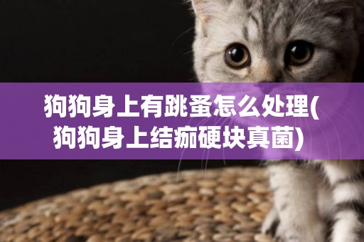 狗狗身上有跳蚤怎么處理(狗狗身上結痂硬塊真菌) 