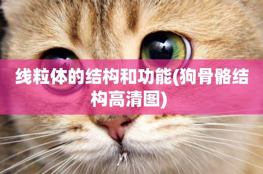線粒體的結構和功能(狗骨骼結構高清圖) 