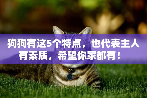 狗狗有這5個特點，也代表主人有素質，希望你家都有！ 
