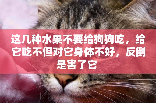 這幾種水果不要給狗狗吃，給它吃不但對它身體不好，反倒是害了它 