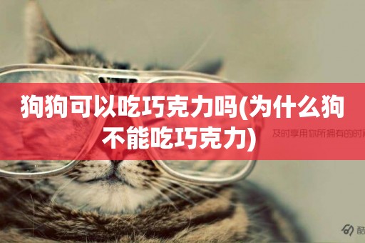 狗狗可以吃巧克力嗎(為什么狗不能吃巧克力) 