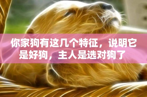 你家狗有這幾個特征，說明它是好狗，主人是選對狗了 