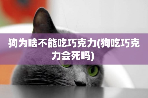 狗為啥不能吃巧克力(狗吃巧克力會死嗎) 
