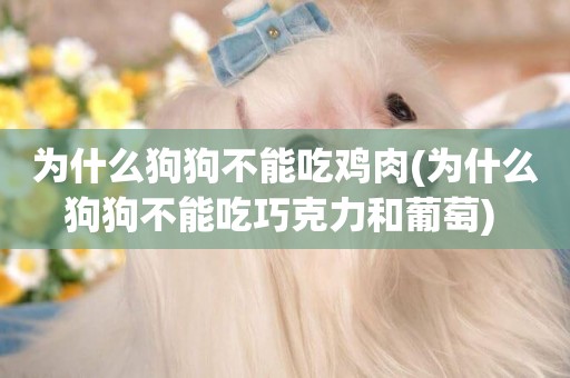 為什么狗狗不能吃雞肉(為什么狗狗不能吃巧克力和葡萄) 