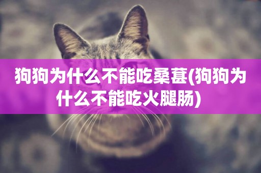 狗狗為什么不能吃桑葚(狗狗為什么不能吃火腿腸) 