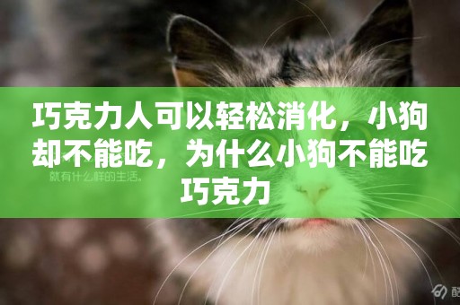 巧克力人可以輕松消化，小狗卻不能吃，為什么小狗不能吃巧克力 