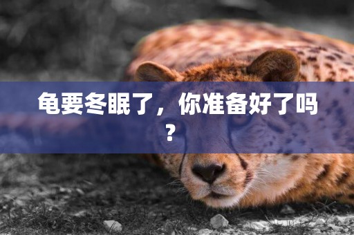 龜要冬眠了，你準備好了嗎？ 