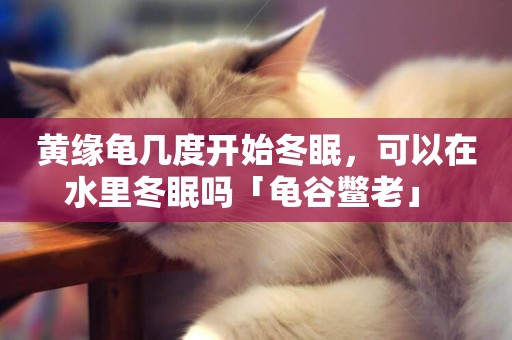 黃緣龜幾度開始冬眠，可以在水里冬眠嗎「龜谷鱉老」 