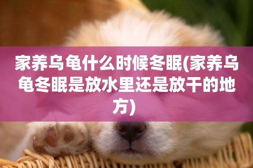 家養烏龜什么時候冬眠(家養烏龜冬眠是放水里還是放干的地方) 
