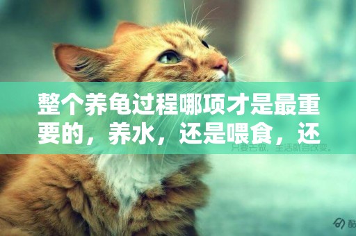 整個養龜過程哪項才是最重要的，養水，還是喂食，還是選龜呢？ 