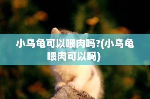 小烏龜可以喂肉嗎?(小烏龜喂肉可以嗎) 